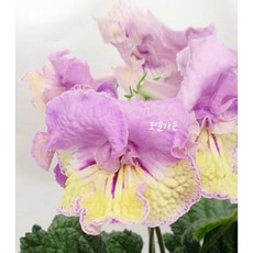 스트렙토카르푸스 Bat-가을공원의산책