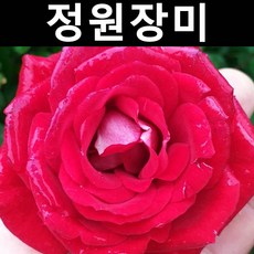 스탠다드형 정원장미(적색계) 키1m 화분(개화주)/나무 묘목/꽃나무
