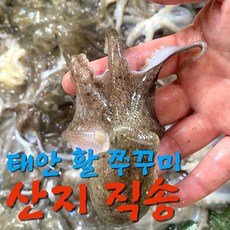 주꾸미 1kg 쭈꾸미 알배기 예약 발송...