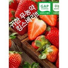 [무농약]15brix 논산 고당도 킹스베리딸기 산지직송, 1박스, 왕특42G 1팩(8알~10알)