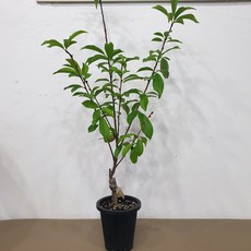 천도복숭아나무 신비 접목1년생 화분채배송, 1개