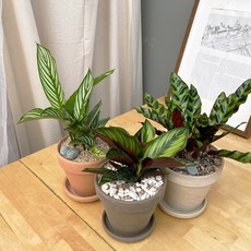 [SET이벤트] 매력적인 잎의 반려식물 칼라데아 뷰티스타 비타타 오나타 인시그니스 진저, 05 칼라데아 진저, 독일 스팡 토분 오렌지(13cm), 화분받침 없음