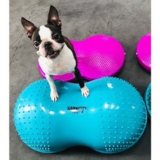fitpaws