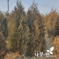 조선측백