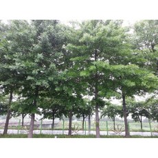 묘목/ 핀오크(대왕참나무)/실생1년 뿌리/10주 N0586