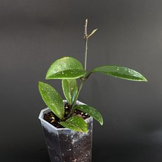  호야 실버문 AH074 수입 hoya AH 074 희귀 식물 무늬 D 