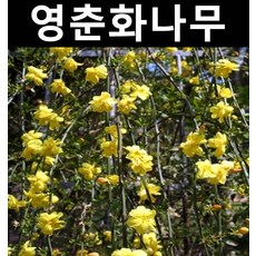 영춘화 키1m/나무 묘목/꽃나무/경사지/조경용