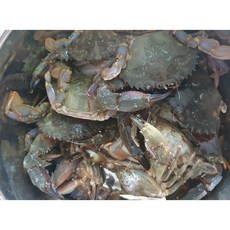 국내산 돌게 2kg 3kg 5kg 10kg 박하지 간장게장 양념게장용 식당용 민꽃게 밥도둑