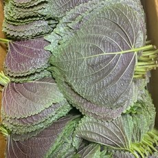 강렬한 향과 쌉쌀한 맛 산지직송 국내산 가정용 식당용 찹찹이깻잎 깻잎, 1박스, 1kg