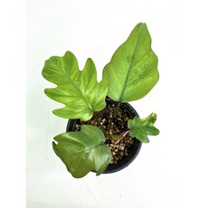 필로덴드론마요이