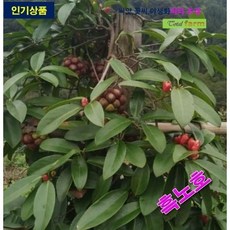 루드락샤 TOP01