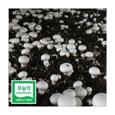 부여 무농약인증 꼬마양송이버섯 2kg, ONE COLOR, ONE SIZE