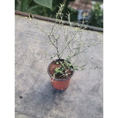 호주야생화 마오리코로키아 고로키아 그린 15-30cm 97, 1개