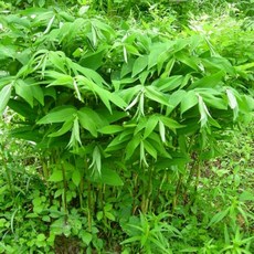 무늬둥굴레 포트 5주 D879