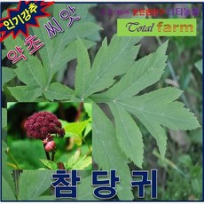 약초씨앗-산야초-쌈으로 먹는 참당귀 200립, 1개