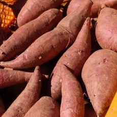 화산농협밤고구마