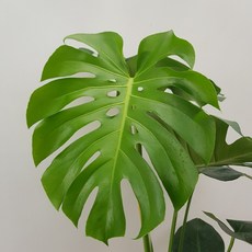 47c6261ce444719875eabfd36a8f1bb90ce544fbeb9d02e5960fe47ff377.jpg