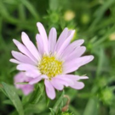 모종/왕관 쑥부쟁이 핑크: 9cm분/3포트 PP077, 1개