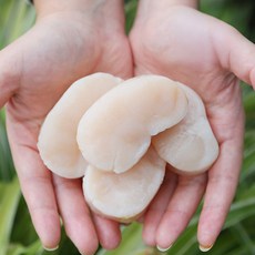 키조개 관자 (생물 냉동), 1개, 생물키조개관자500g (11-25미)횟감용