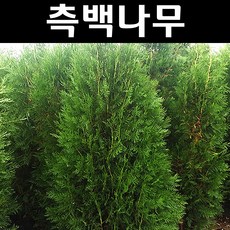 조선측백