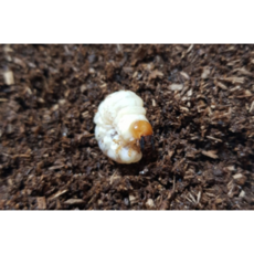 다우리아사슴벌레