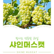 나주샤인머스캣