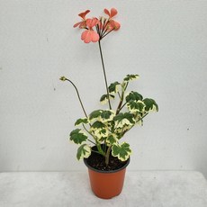 유럽제라늄