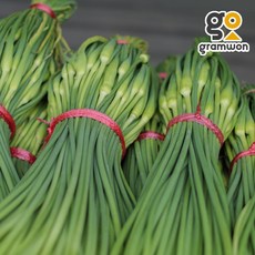  마늘쫑 7KG 햇 신선 마늘종 중국산 대용량 업소용 