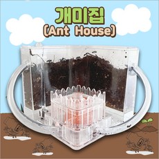 개미와개미집