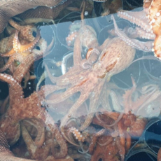 선장40년 직접잡은 통영욕지손질돌문어 창현호 2개이상무료배송, 1개, 손질문어대6-700g(1-2미)
