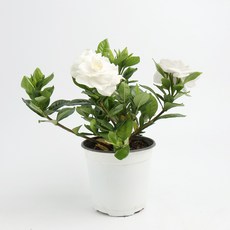 갑조네 꽃치자나무 12cm 공기정화식물 치자나무 봄꽃 향기좋은 꽃 실내공기정화, 1개
