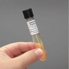 오피스안 황색포도상구균10ml Staphylococcus aureus 살아있는황색포도상구균