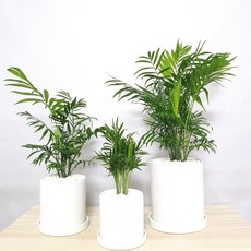 테이블야자 식물인테리어 실내 공기정화식물, 대형, 1개