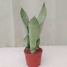 추천10아산세계꽃식물원