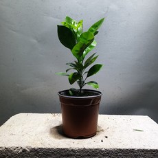 꽃백화점 깔라만시 과실수 소품 20~30cm 39