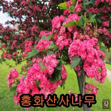 홍화산사나무 접목1년특묘 2그루 나무 묘목, 1개