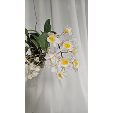 덴드로비움 파메리 Dendrobium fameri 흰꽃