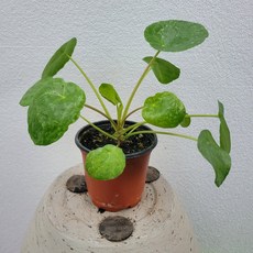 필레아페페