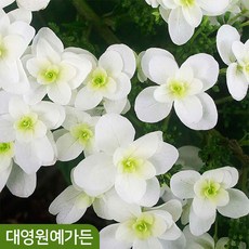 떡갈잎수국