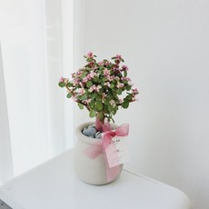 사랑무
