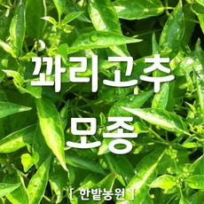 채소 모종 ~ 각종 묘종. 베란다 텃밭 세트 공기정화식물 허브 씨앗 채소모종 ~, H037 꽈리고추 모종 3개
