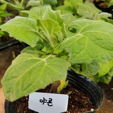 [모종모종]야콘 모종