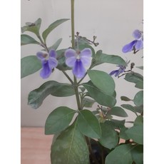 크레욜라나비꽃