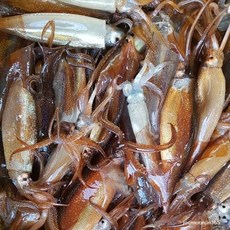 활)주문진 산지직송 오늘잡은 달콤한 생물 오징어 대 5마리(손질 후950g-1.2kg), 5마리, 950g-1.2kg