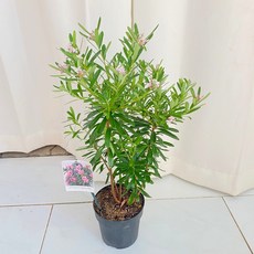 청년농부 고급 천리향 꽃이 아주 오래가요 천리향나무