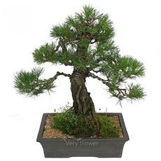 푸시아베리플라워