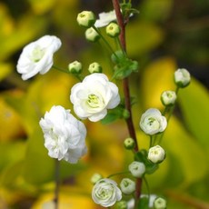 장미조팝(DT화분)/조팝나무/개화주, 1개