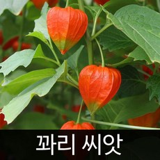 과일 꽈리씨앗 꽈리 씨앗 종자 채소씨 꽃씨 50알