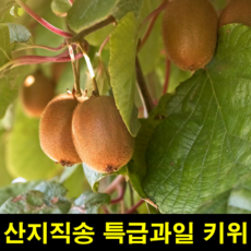 다래