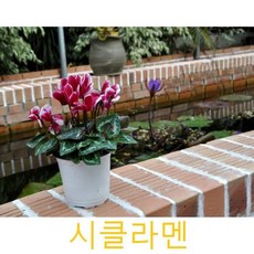시클라멘